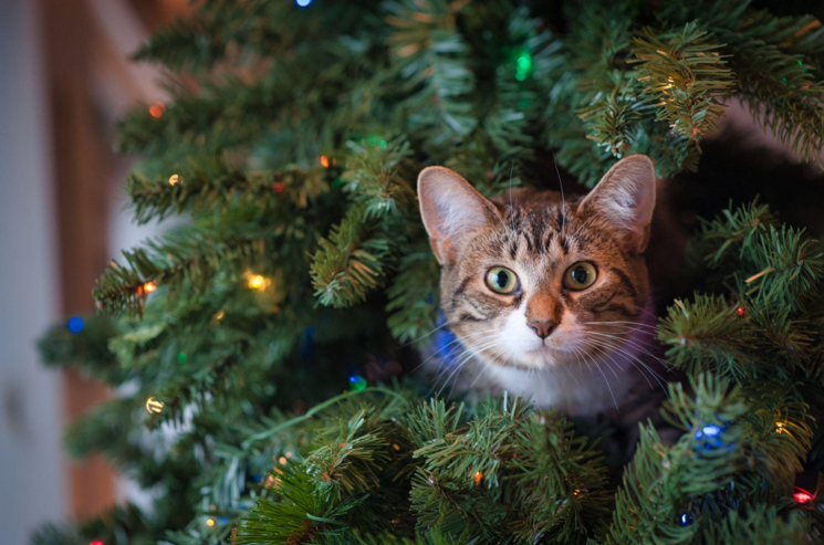 The Benefits of Artificial Christmas Trees: Planning for a Stress-Free Holiday